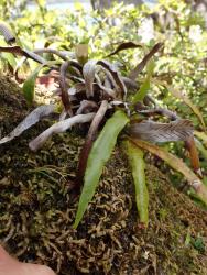Notogrammitis rigida. Mature plant growing epiphytically, with large fronds arising from an erect rhizome.
 Image: A. Fergus © Alex Fergus CC BY-NC 3.0 NZ